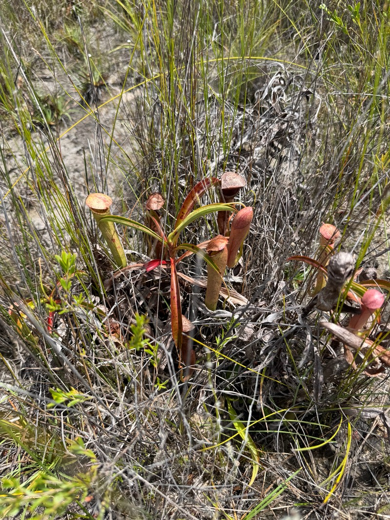 Nepenthes parvula photo 7