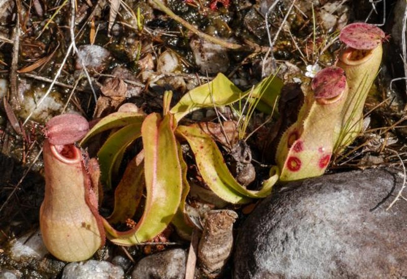 Nepenthes parvula photo 8