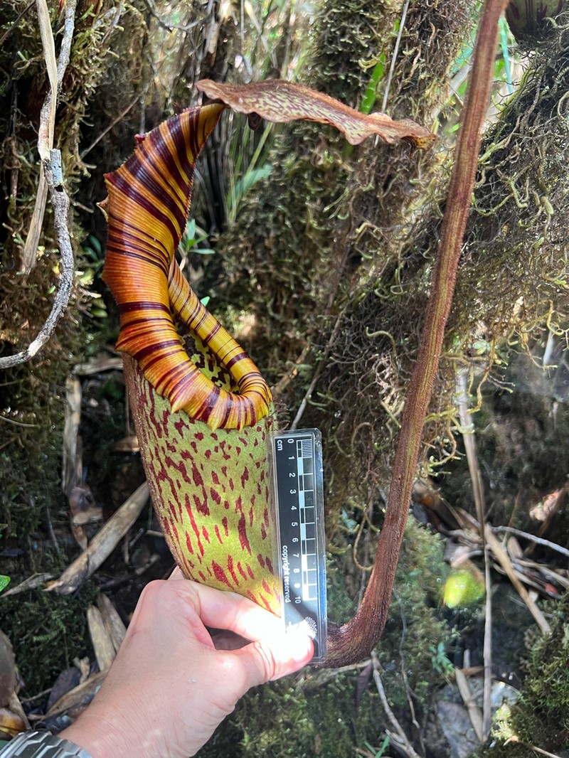 Nepenthes pongoides
