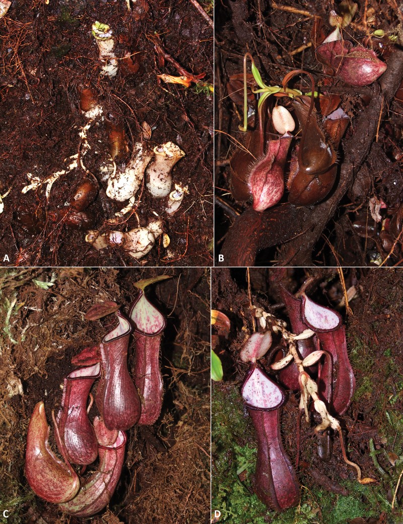 Nepenthes pudica