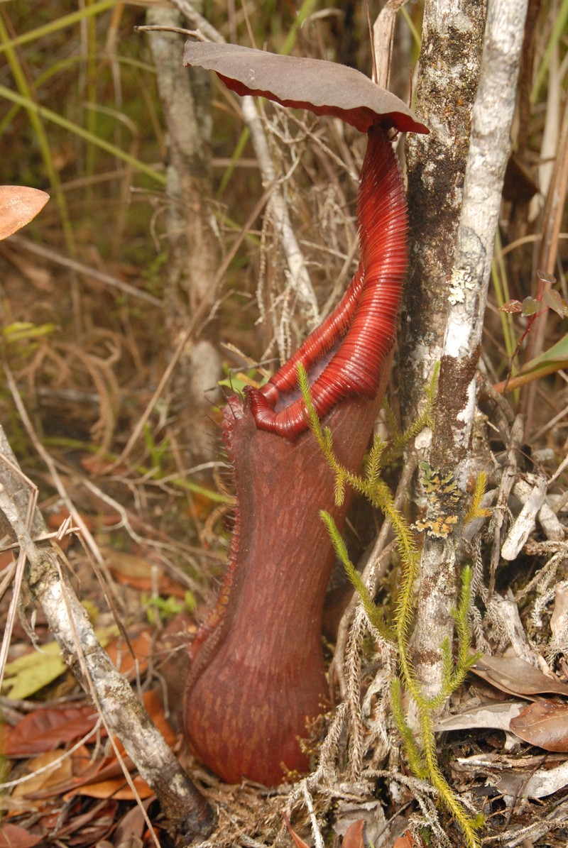Nepenthes pulchra