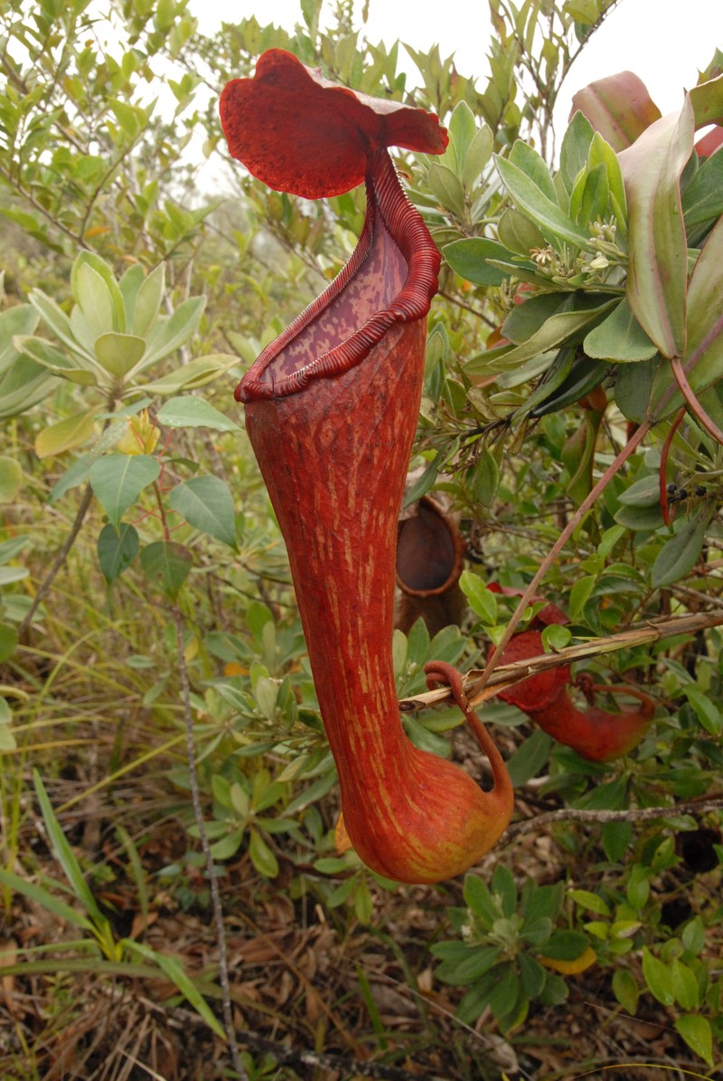 Nepenthes pulchra photo 2