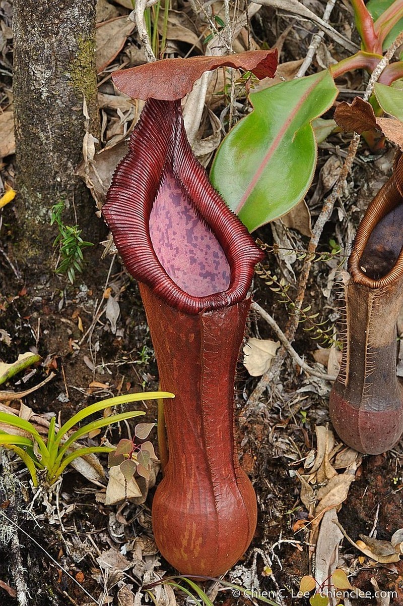 Nepenthes pulchra photo 3