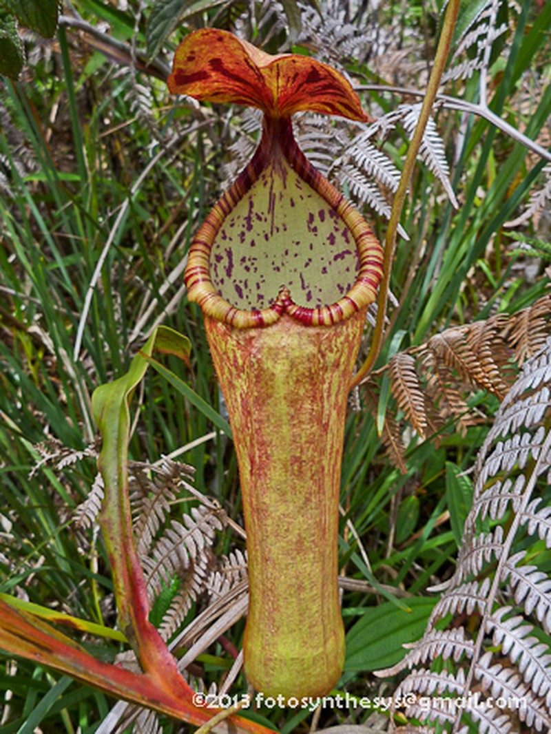 Nepenthes pulchra photo 4
