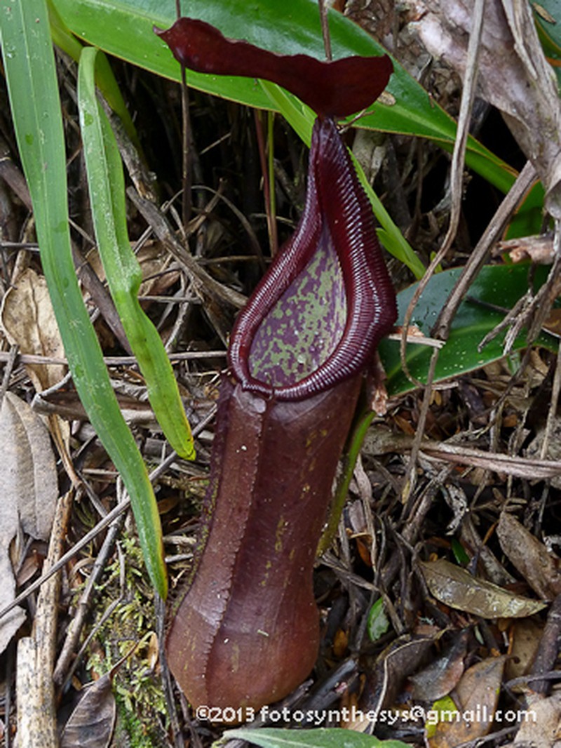 Nepenthes pulchra photo 5