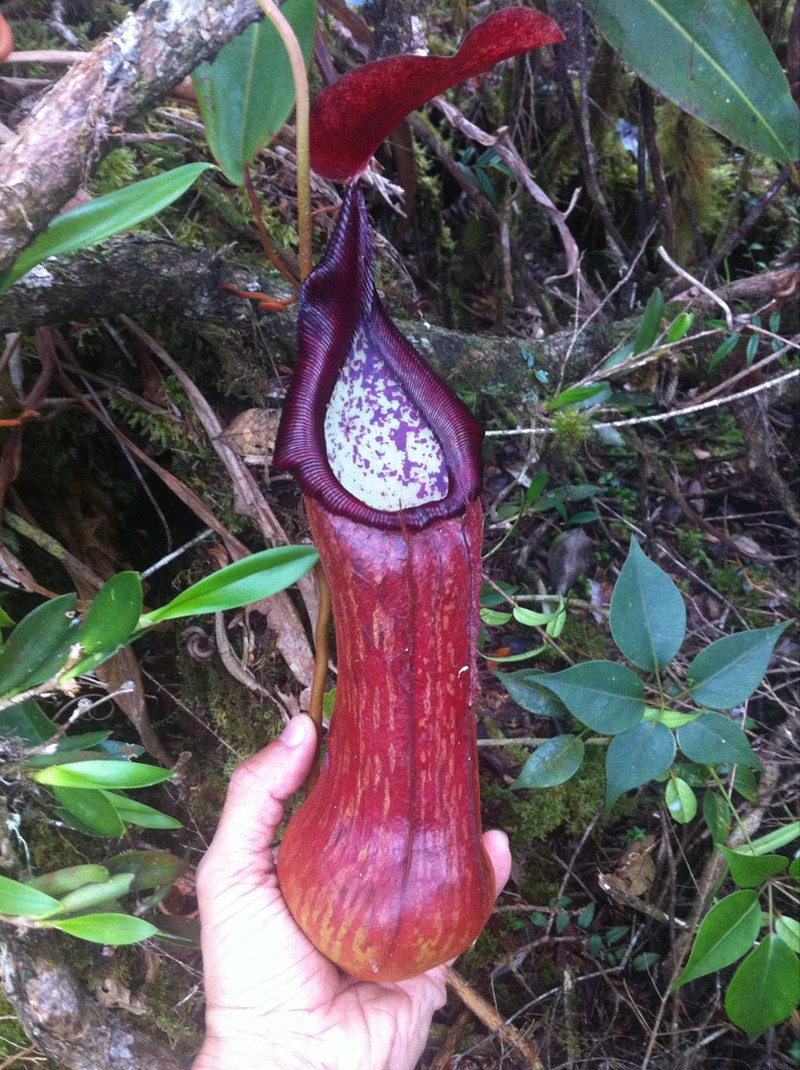 Nepenthes pulchra photo 6