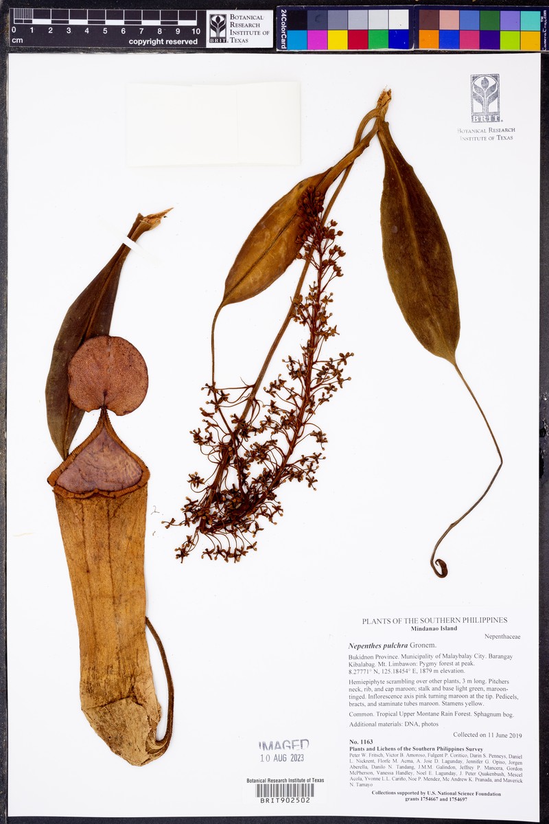 Nepenthes pulchra photo 7