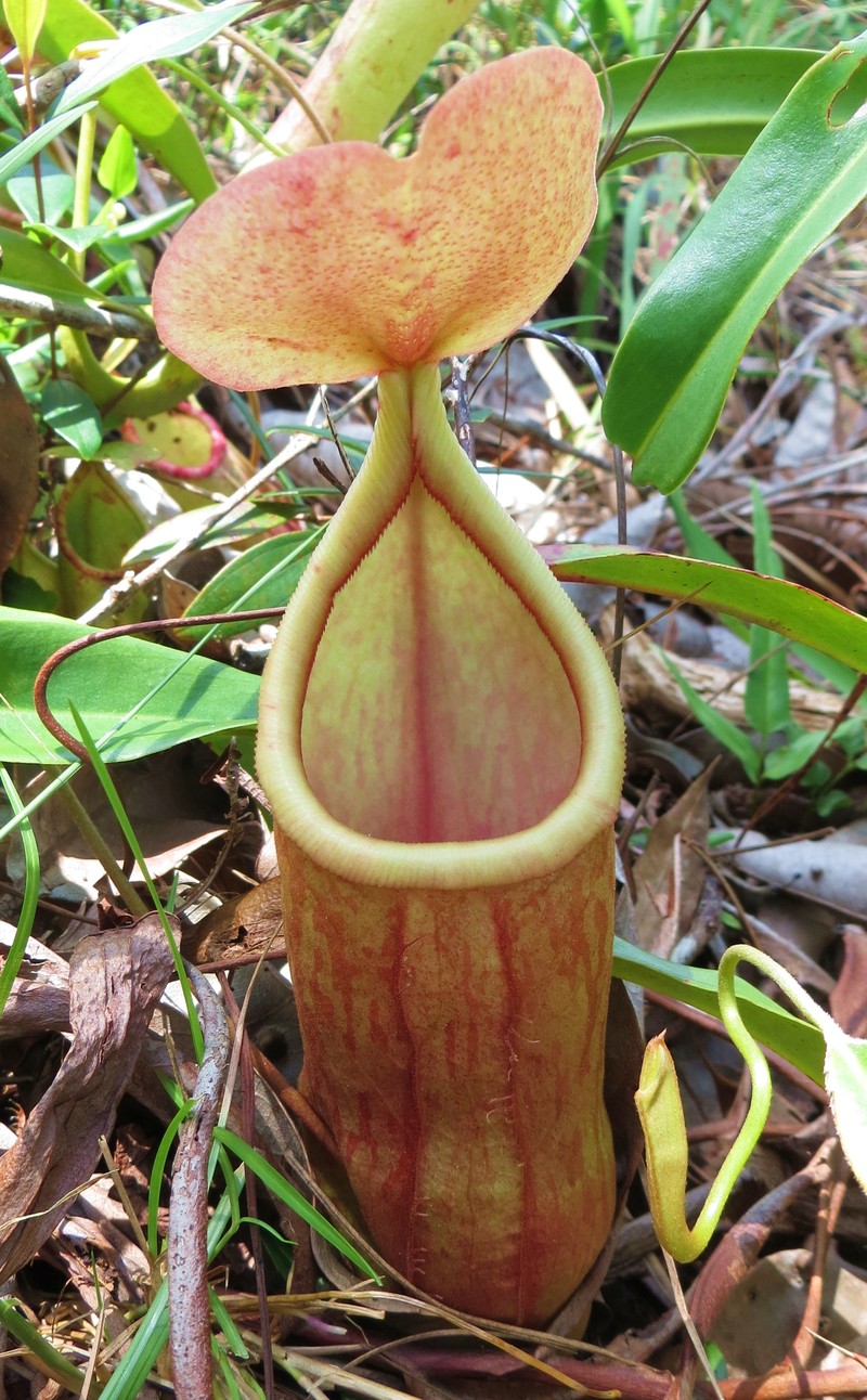 Nepenthes rosea