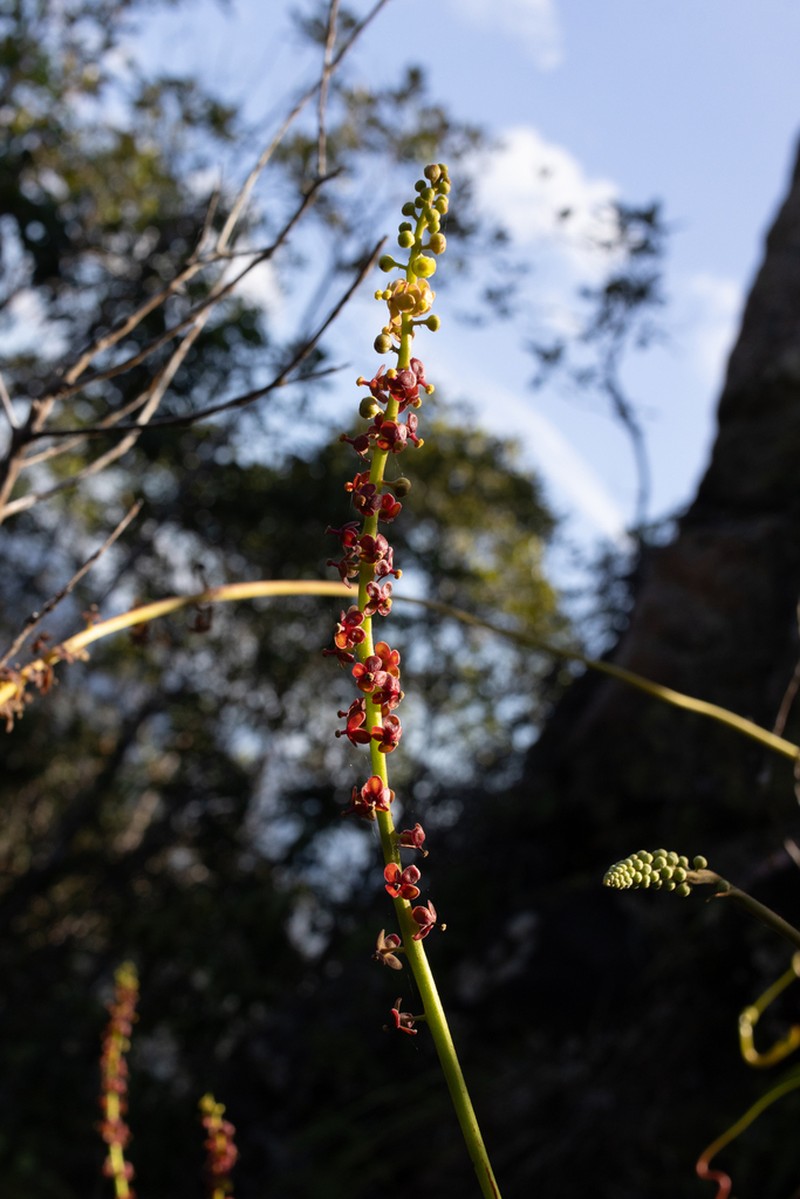 Nepenthes rosea photo 2