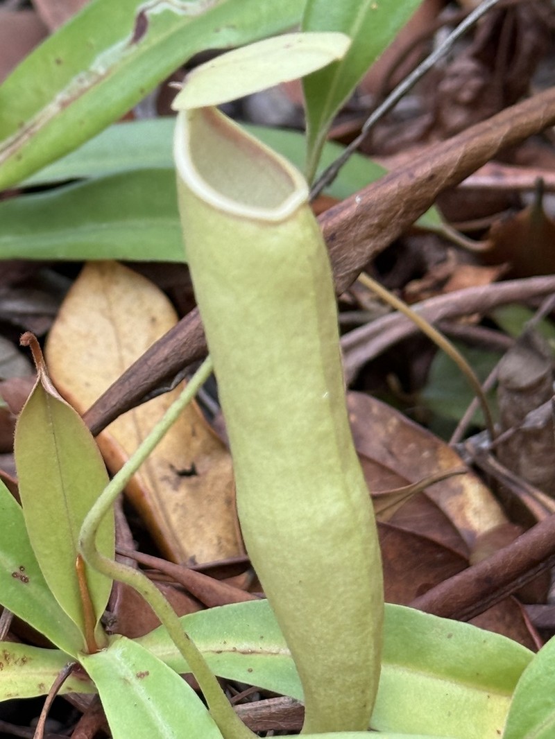 Nepenthes rosea photo 3