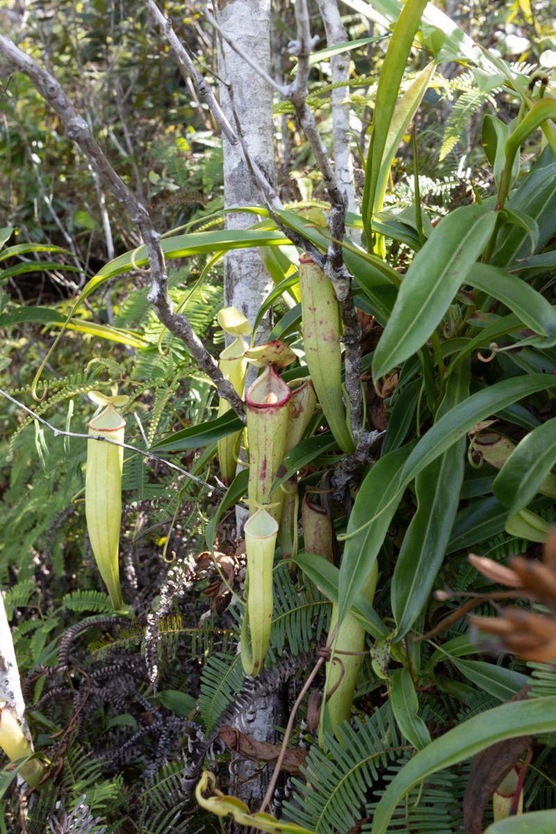 Nepenthes rosea photo 4