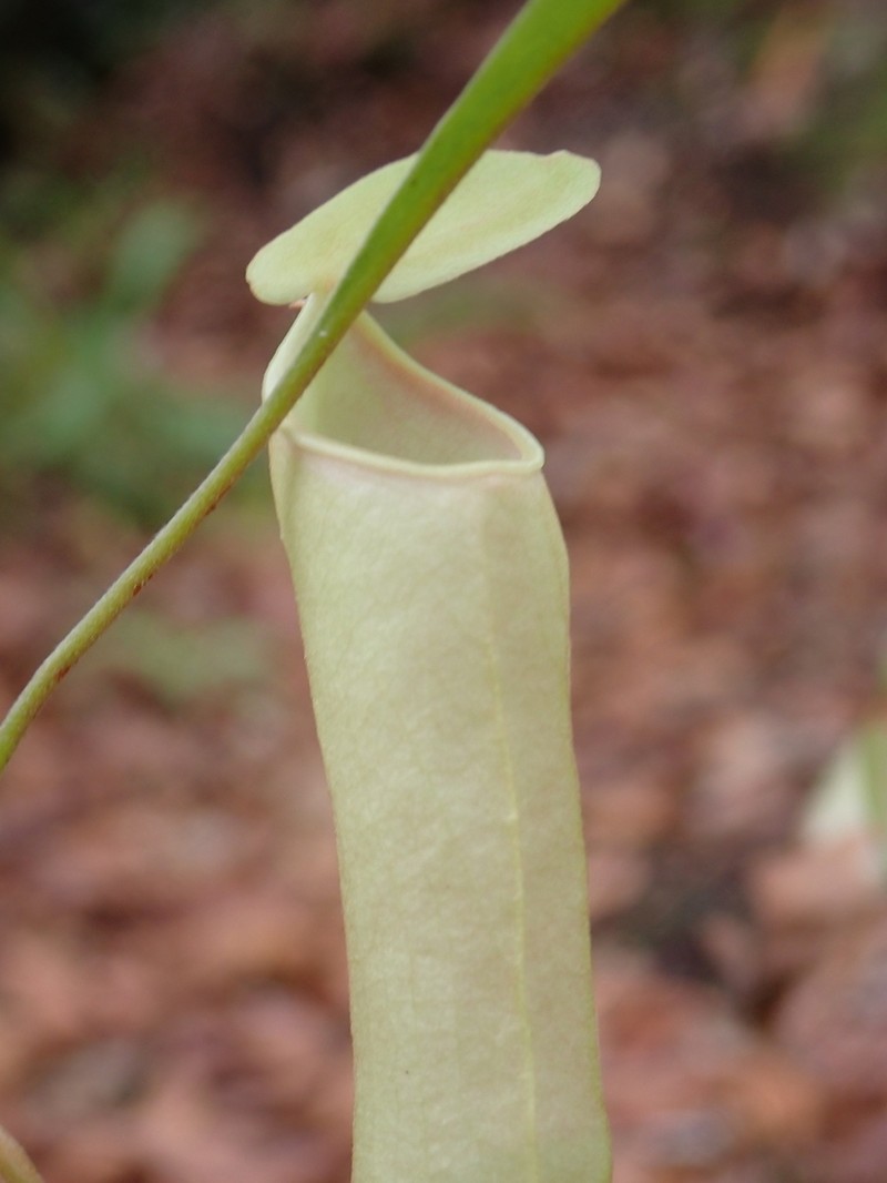 Nepenthes rosea photo 5