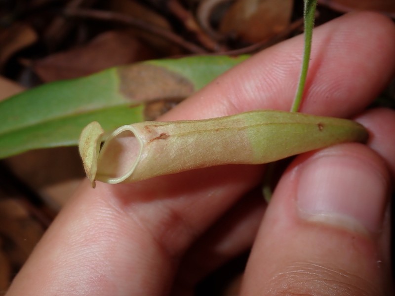 Nepenthes rosea photo 6