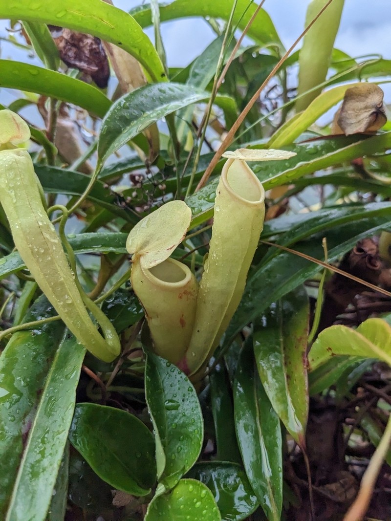 Nepenthes rosea photo 7