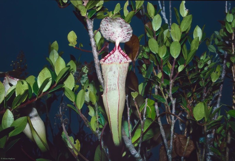 Nepenthes sericea