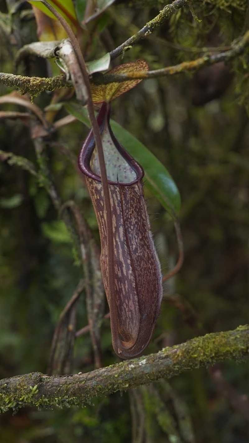 Nepenthes sericea photo 2