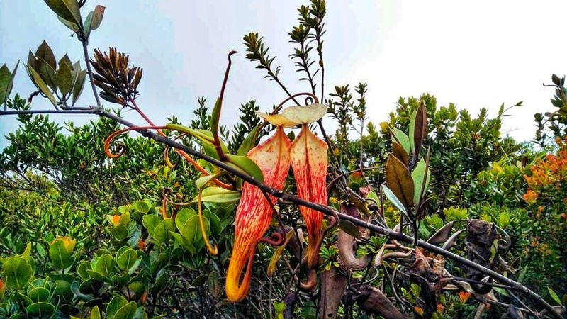 Nepenthes sericea photo 3