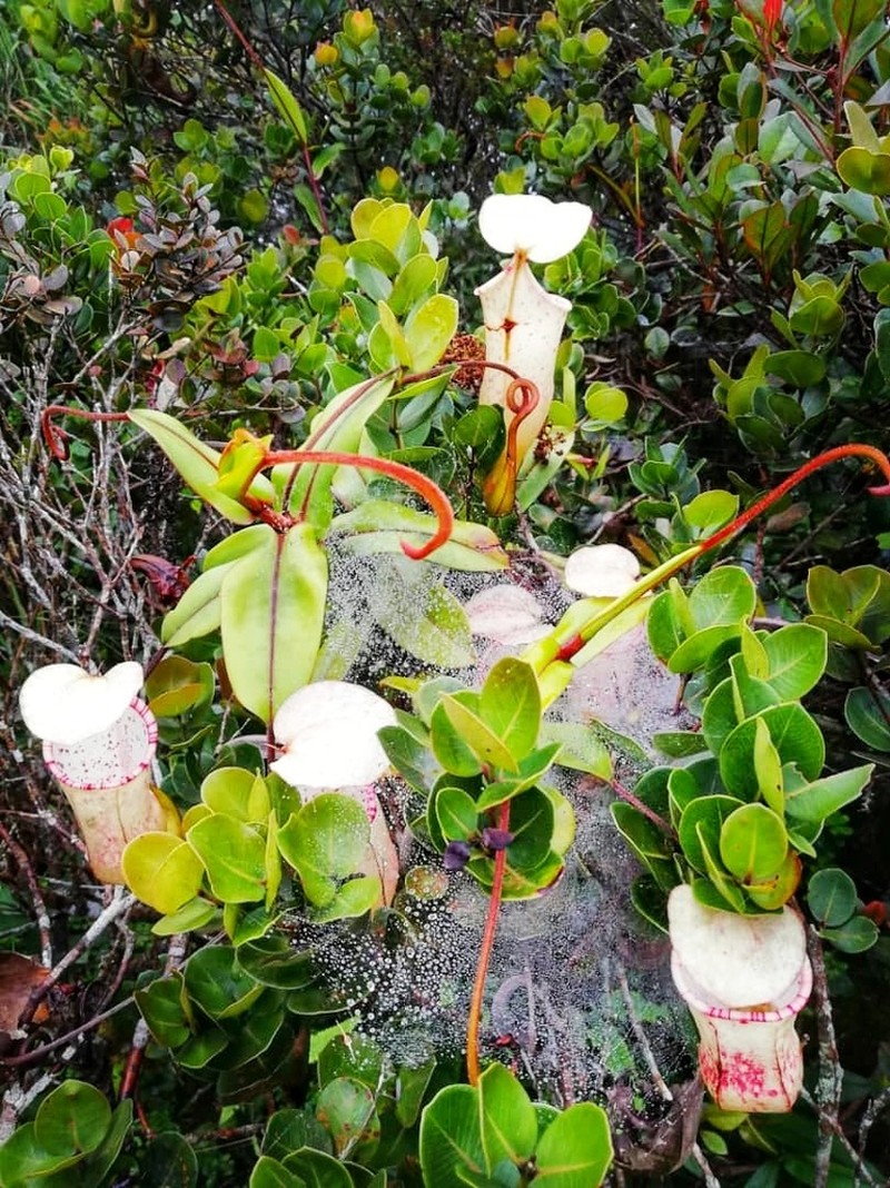 Nepenthes sericea photo 4