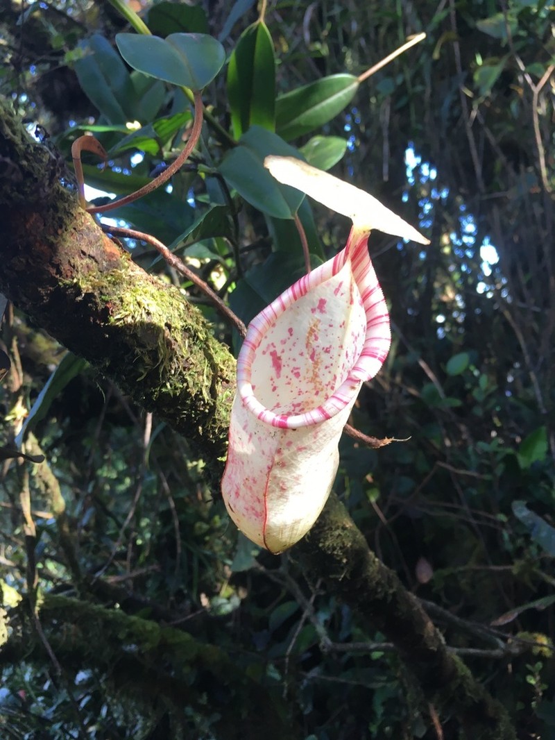 Nepenthes sericea photo 5