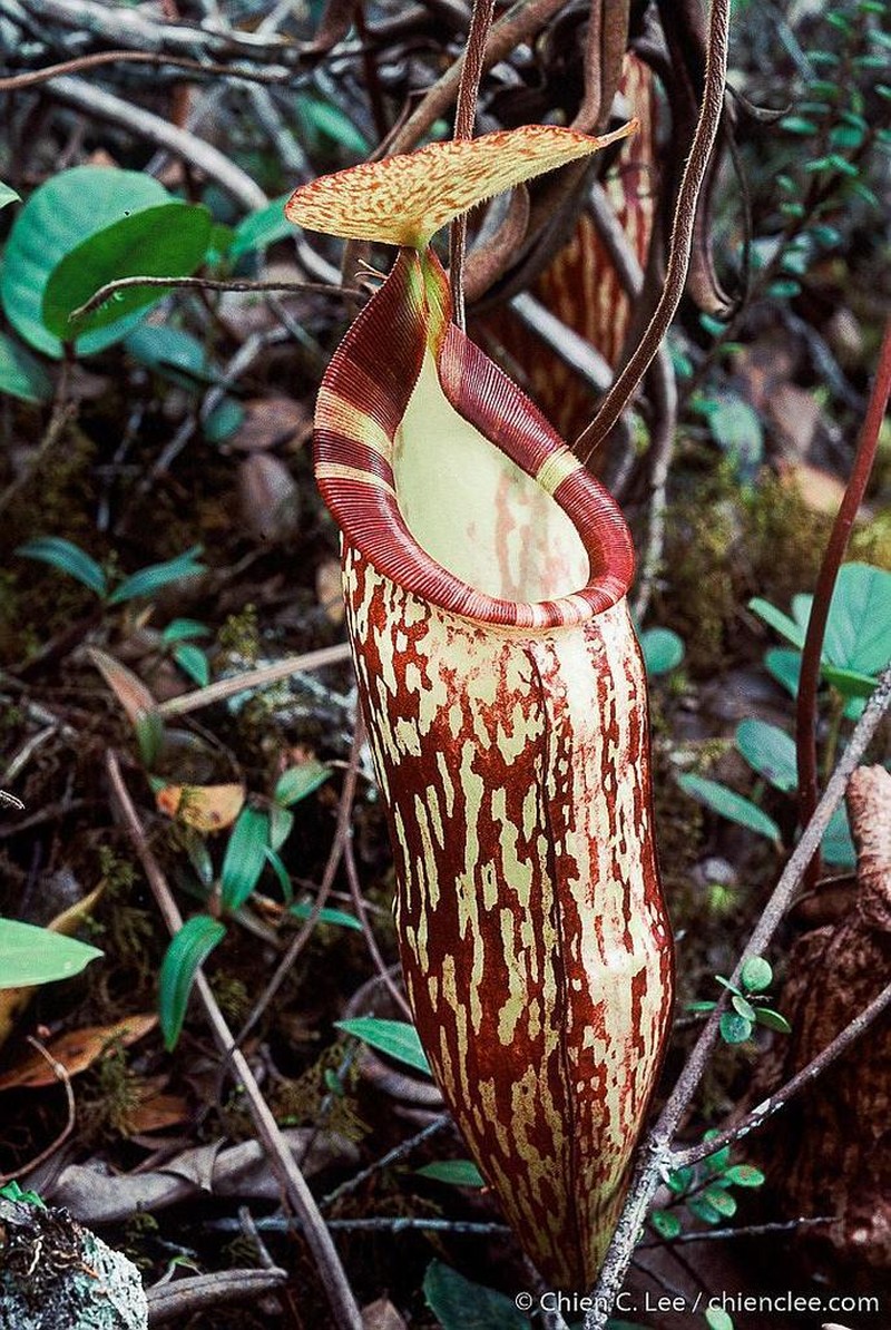 Nepenthes sericea photo 6