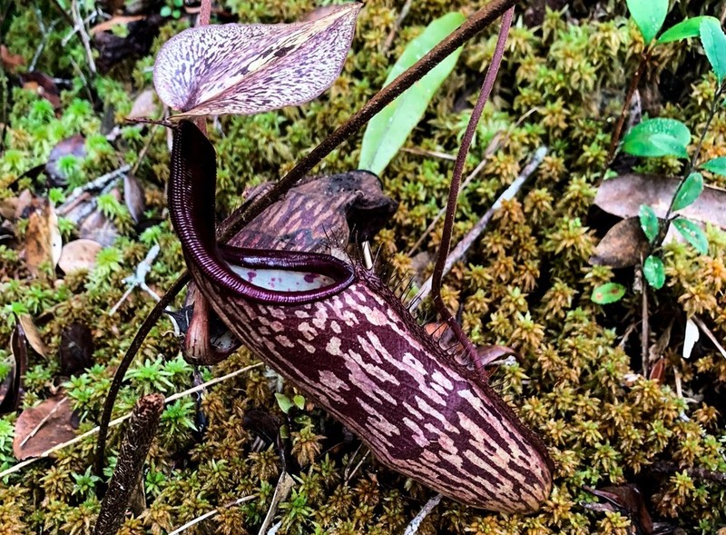 Nepenthes sericea photo 7