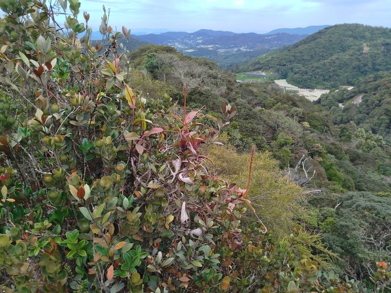 Nepenthes sericea photo 8