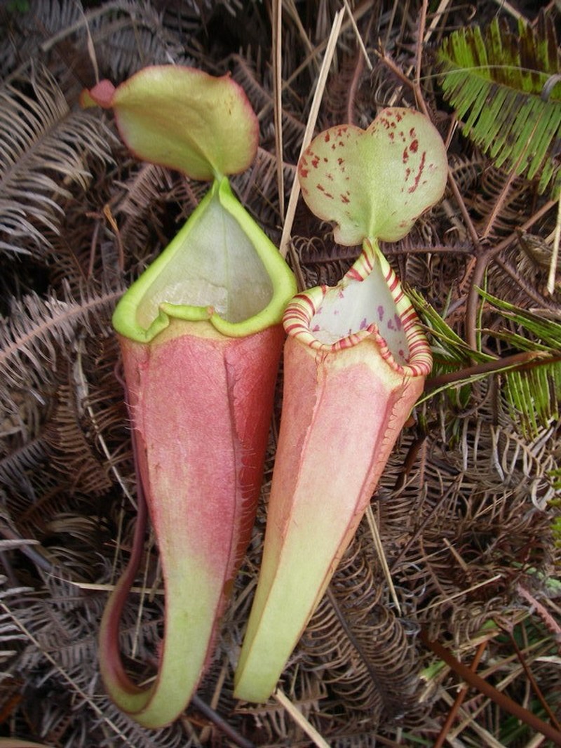 Nepenthes sumatrana