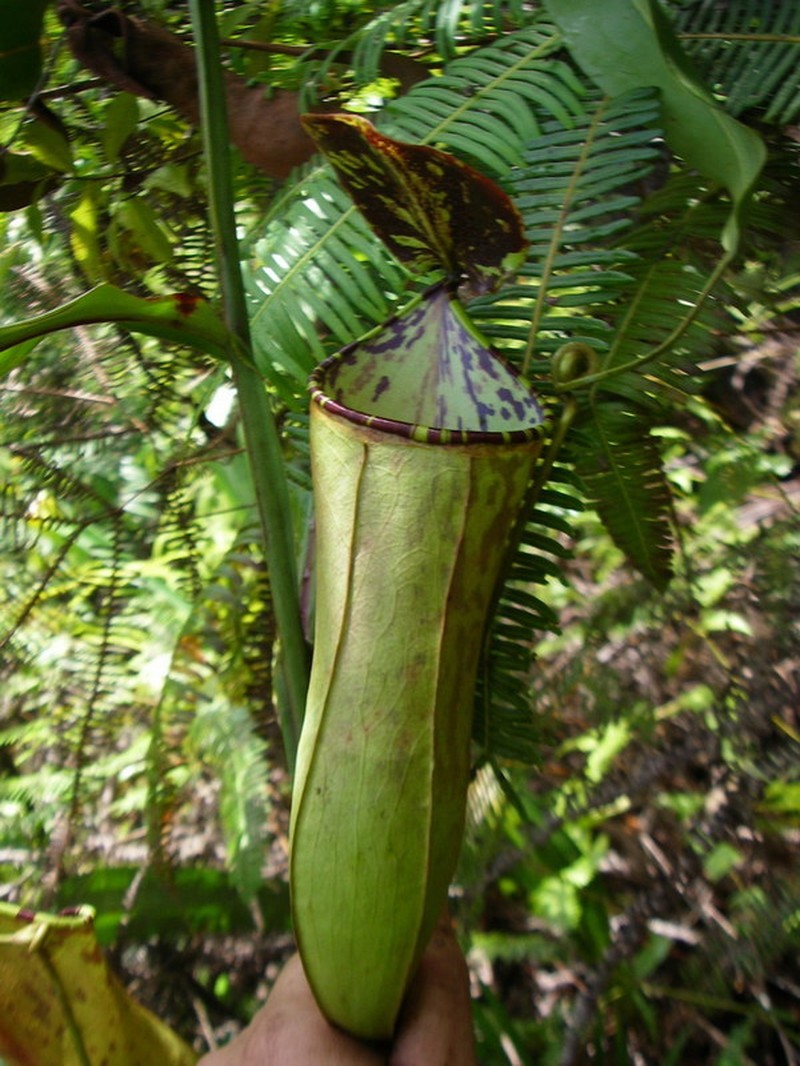 Nepenthes sumatrana photo 2