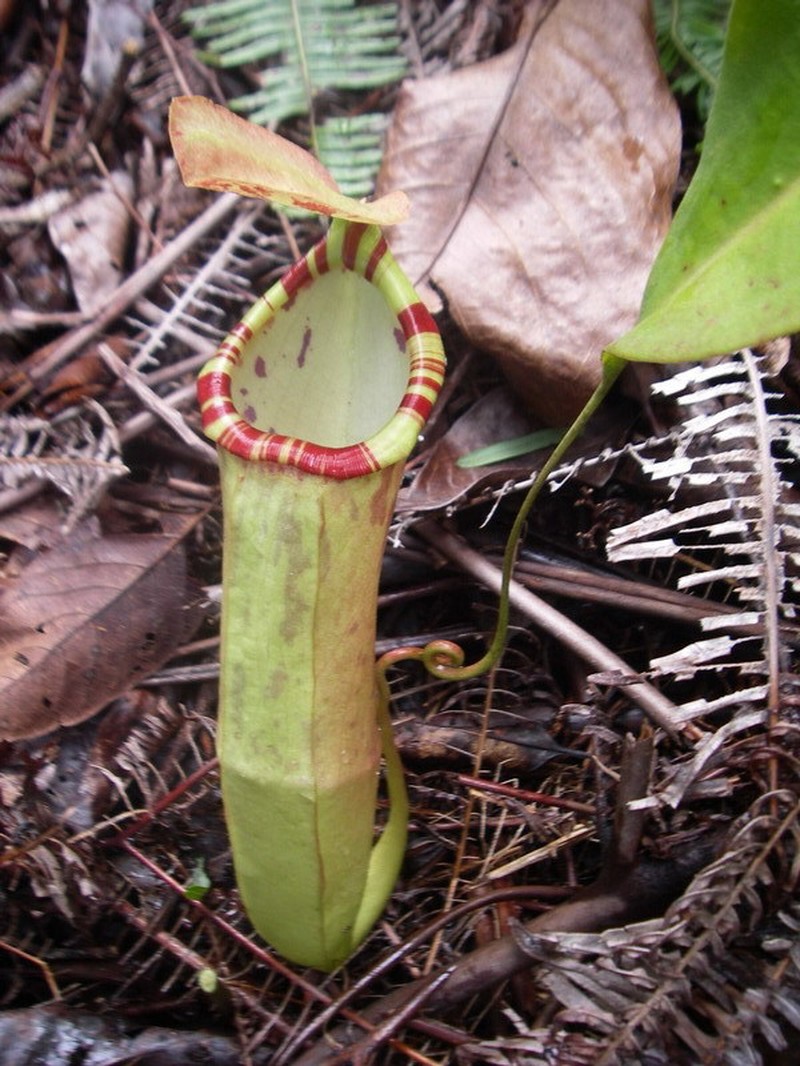 Nepenthes sumatrana photo 3
