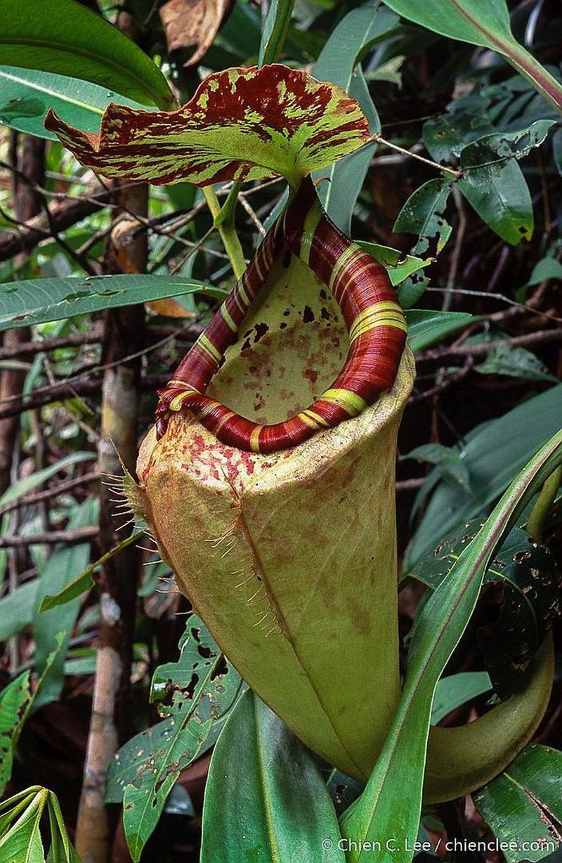 Nepenthes sumatrana photo 4