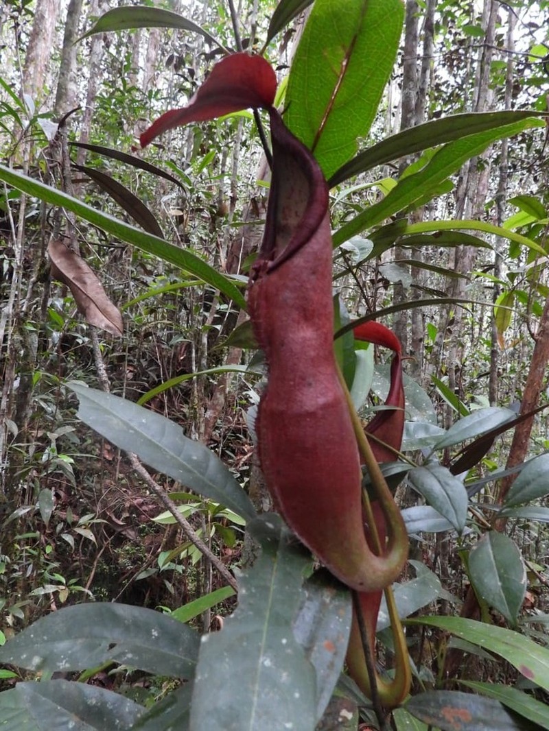 Nepenthes sumatrana photo 5