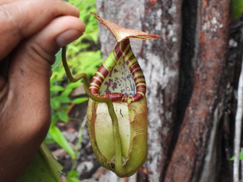 Nepenthes sumatrana photo 6
