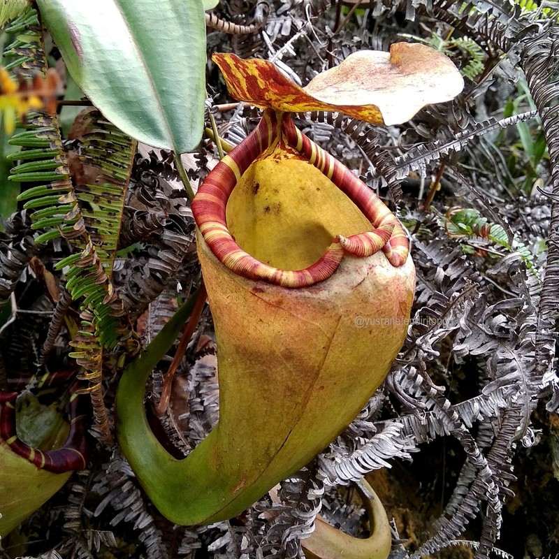 Nepenthes sumatrana photo 7