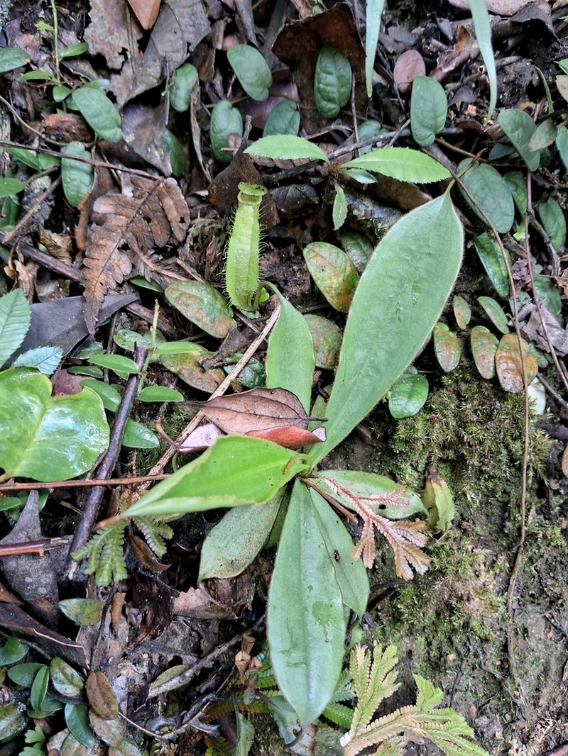 Nepenthes sumatrana photo 8