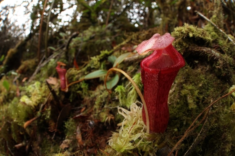 Nepenthes taminii