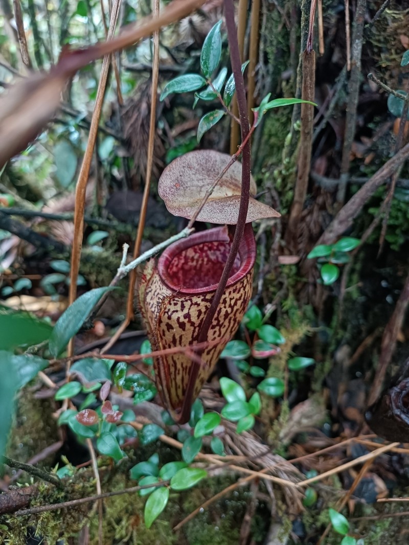 Nepenthes ulukaliana