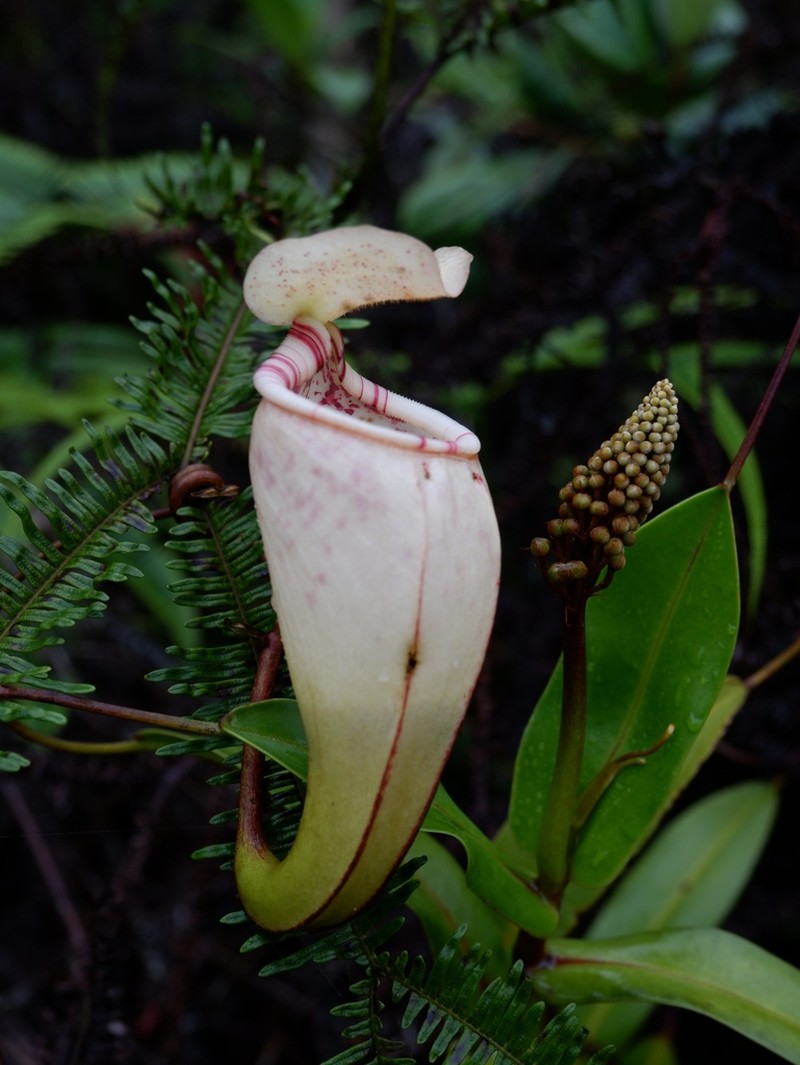 Nepenthes ulukaliana photo 2
