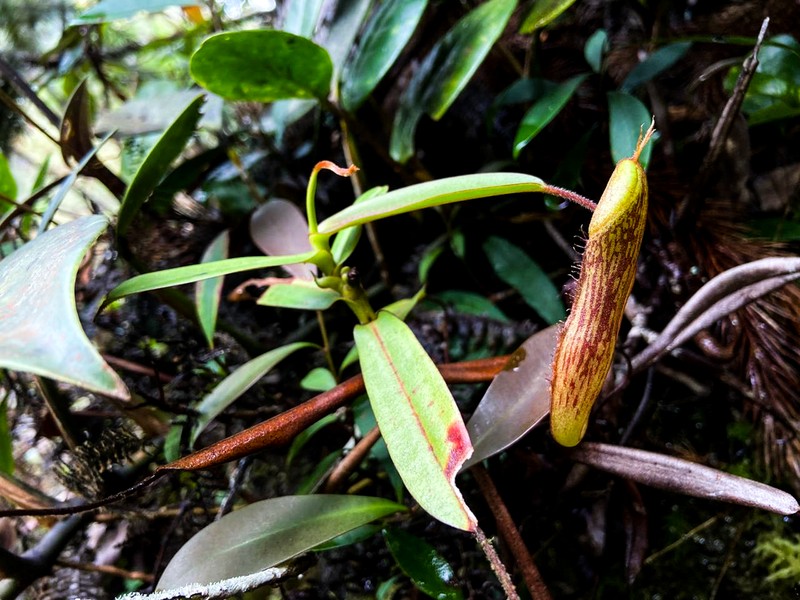 Nepenthes ulukaliana photo 3