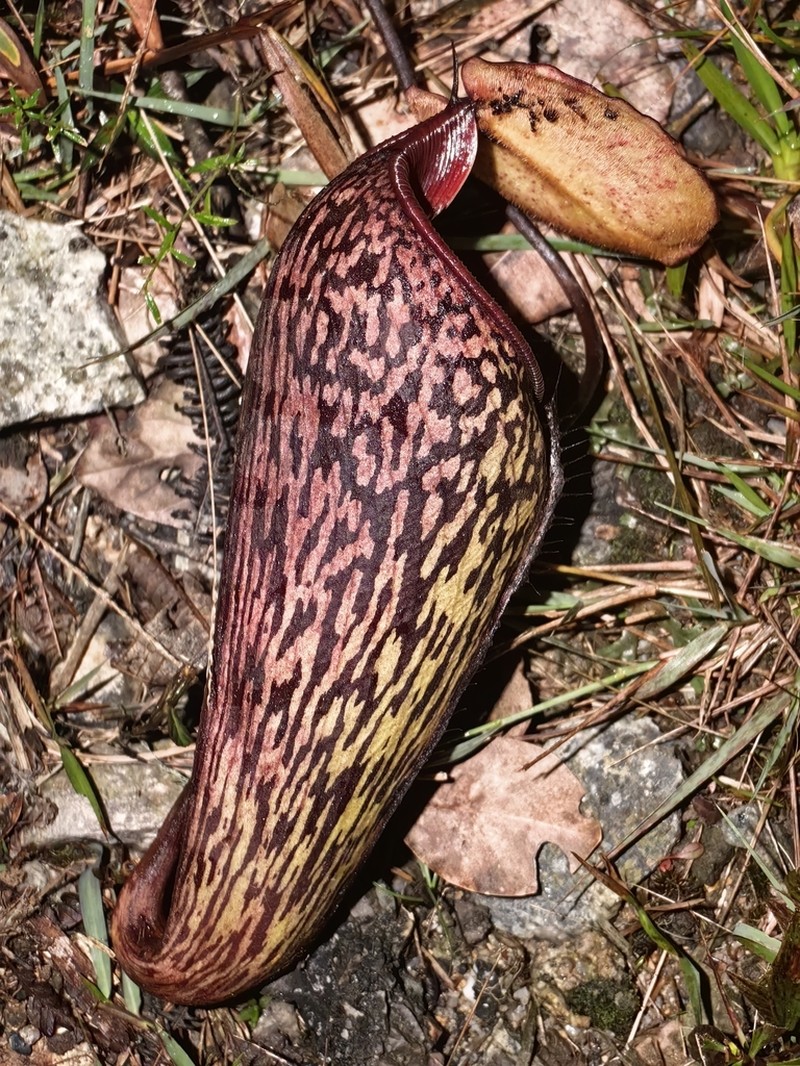 Nepenthes ulukaliana photo 4
