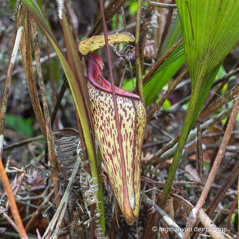Nepenthes ulukaliana photo 5