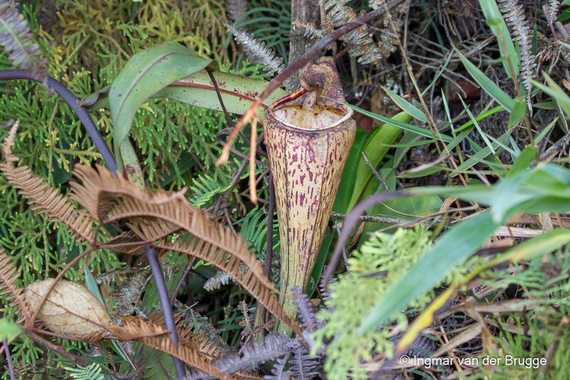 Nepenthes ulukaliana photo 6
