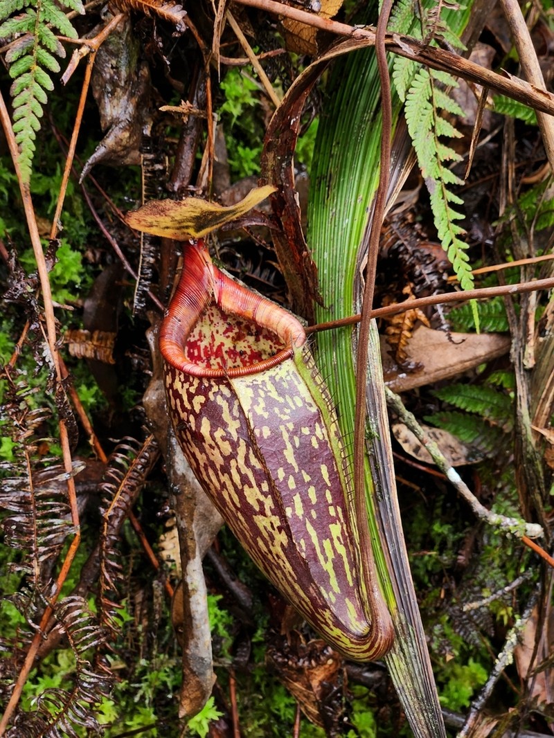 Nepenthes ulukaliana photo 7