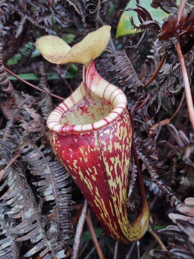 Nepenthes ulukaliana photo 8