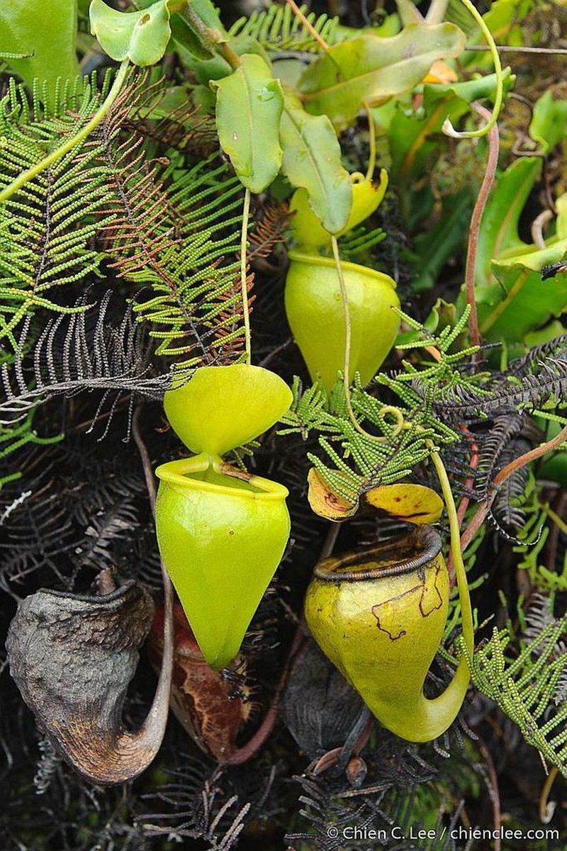 Nepenthes undulatifolia