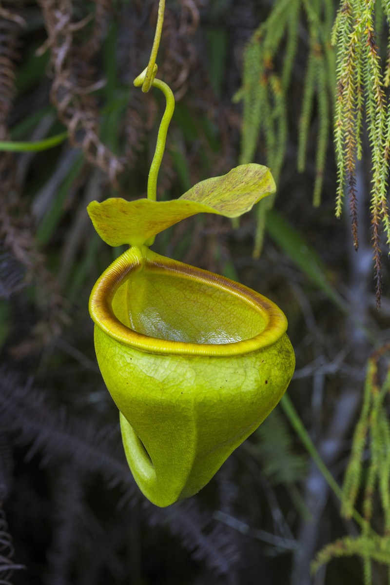 Nepenthes undulatifolia photo 2