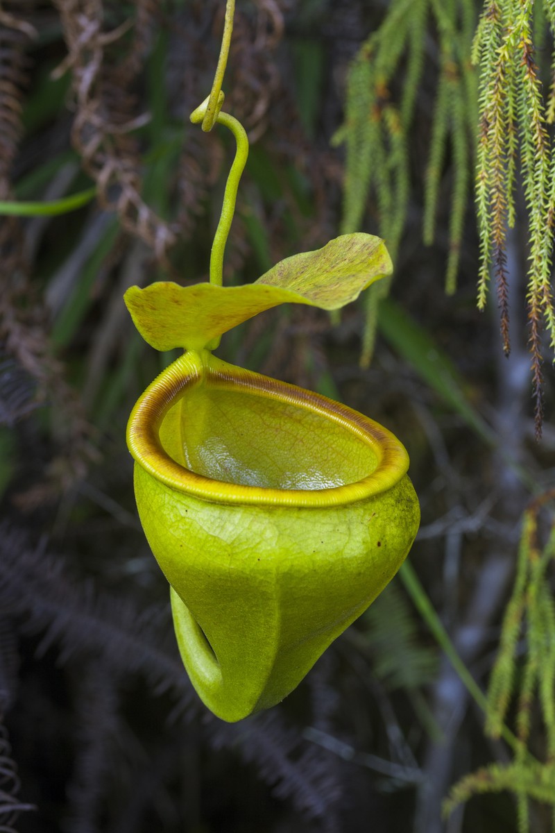 Nepenthes undulatifolia photo 3