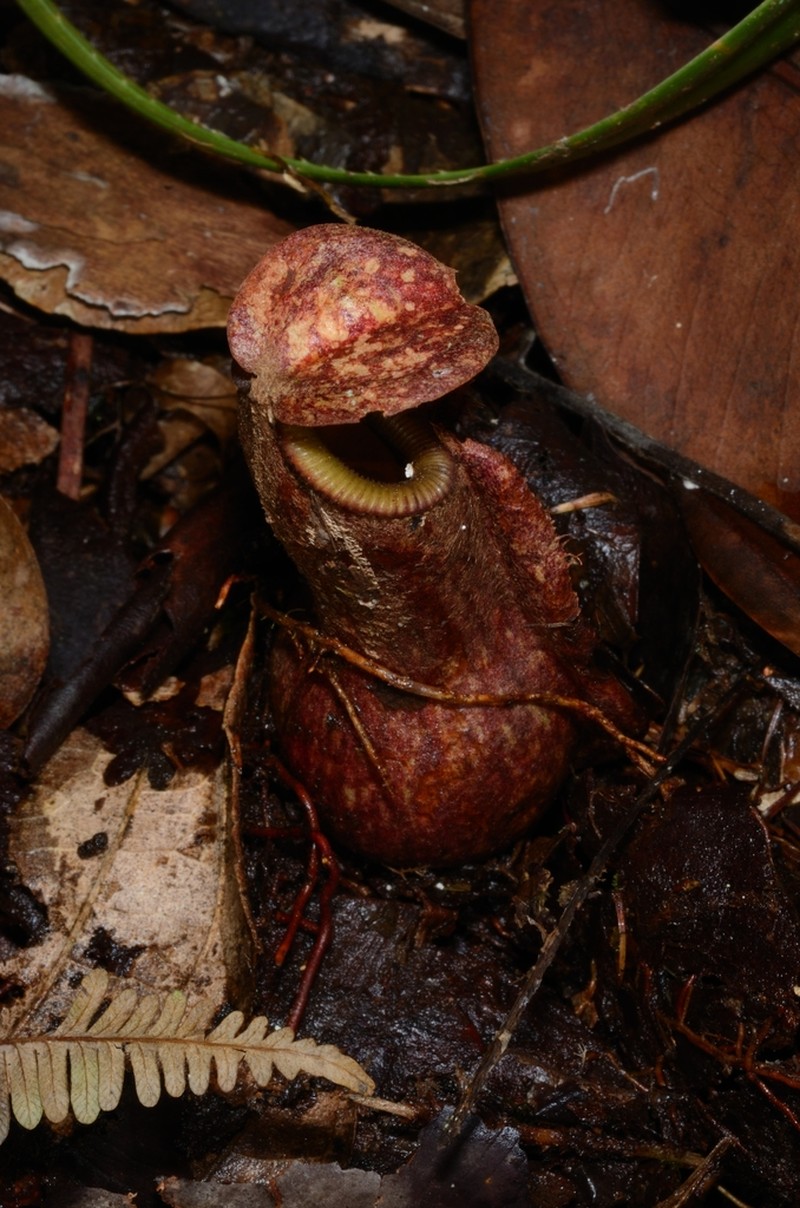 Nepenthes weda photo 2