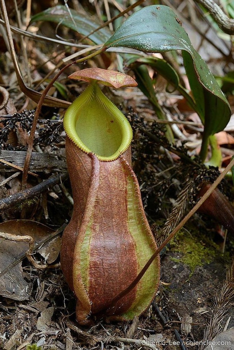 Nepenthes weda photo 3