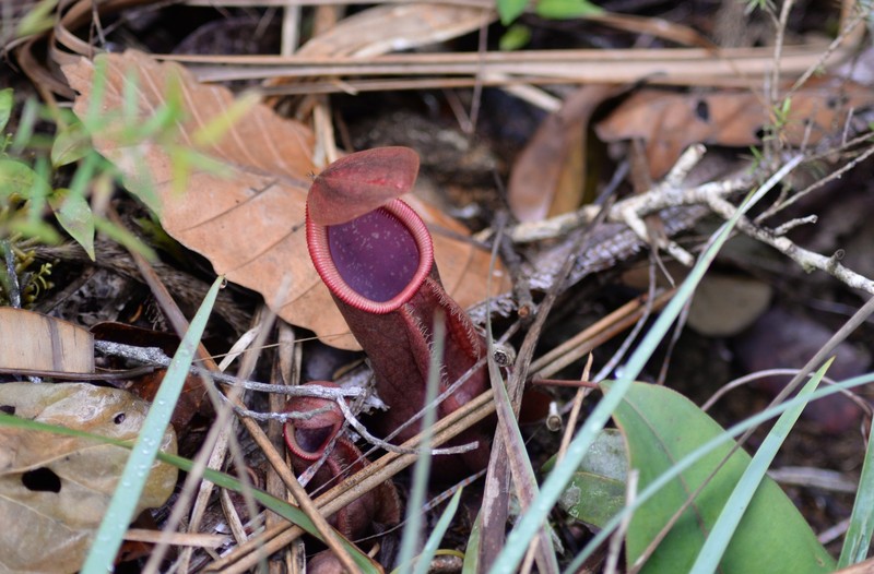 Nepenthes weda photo 4