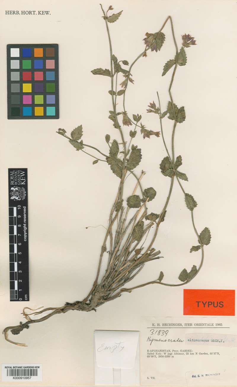 Nepeta altimurana